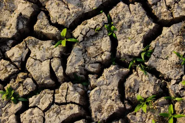 Dried Soil Dried Soil